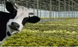  ?? ?? Using nitrogen from cow manure as flower feed will reduce the emissions of both industries