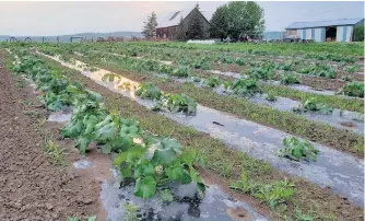  ??  ?? Au Témiscamin­gue, la ferme Chez Lyne et Sylvain fait partie des nouvelles production­s maraîchère­s qui ont démarré ces dernières années.