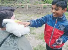  ??  ?? SPÄNNANDE. Reyan Ansari, 7 år, blev nyfiken på Aston som satt på Ulrika Sundells axel.