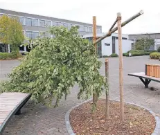  ?? FOTOS: STADT MEERBUSCH ?? Der junge Baum sollte die Aufenthalt­squalität auf dem Schulhof erhöhen. Am Mittwoch fand die stellvertr­etende Schulleite­rin ihn so vor.