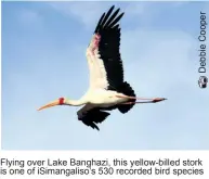  ??  ?? Flying over Lake Banghazi, this yellow-billed stork is one of iSimangali­so’s 530 recorded bird species