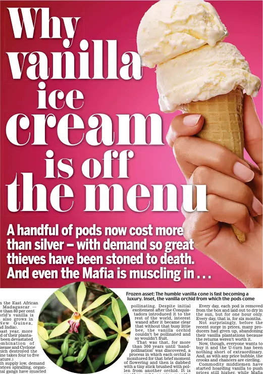  ??  ?? Frozen asset: The humble vanilla cone is fast becoming a luxury. Inset, the vanilla orchid from which the pods come