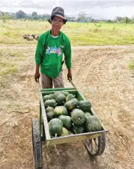  ??  ?? Vicente Berdan, a farmer from Rizal, with his bountiful Pia F1 harvest.