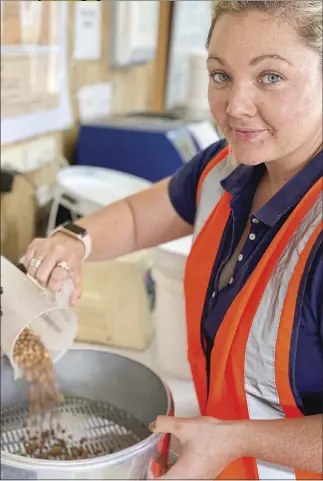  ??  ?? Gabby Ray having a close inspection of some desi chickpeas destined for markets in Pakistan – they’ll be used whole, as snack food or they could be ground up to make flour. PHOTO: DUBBO PHOTO NEWS