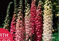  ??  ?? Foxglove Excelsior mix