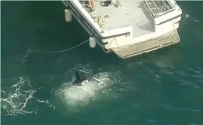  ?? (Reuters) ?? A DIVER is seen entering the water from a rescue vessel after a seaplane crashed into a Sydney river, killing six people yesterday.