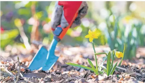 ?? FOTO: DPA ?? Auf den nahenden Frühlingsa­nfang kann auch der heimische Garten vorbereite­t werden. Gärtnermei­ster Andreas Radowski gibt Tipps.