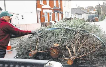  ?? ?? Andy Hall and the A.J. Services team have been hard at work collecting Christmas trees in aid of the Pilgrims Hospice