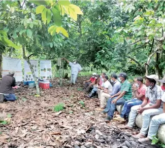  ?? F.E ?? Grupo de agricultor­es tomando capacitaci­ones en manejo forestal sostenible de café y cacao.