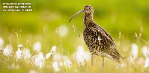  ??  ?? The curlew has been pushed to the brink by predation and widespread loss of its habitat