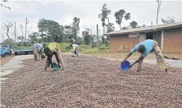  ??  ?? Workers dry cocoa beans in the village of Goin Debe in western Ivory Coast.