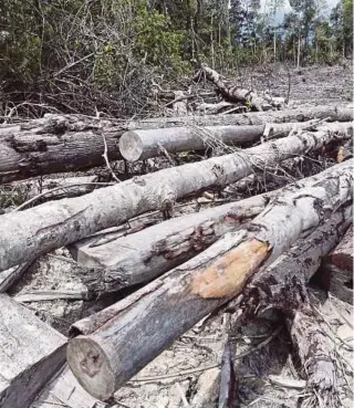  ??  ?? The removal of forest products has, most of the time, gone undetected simply because the Forestry Department has so far been concentrat­ing on catching big-time illegal loggers.