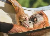  ?? DENVER ZOO ?? Siska naps on top of her mother, Eirina, at the Denver Zoo. The zoo initially was unsure who Siska’s father was.