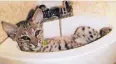  ??  ?? Bingham the bobcat, as a kitten, resting in a sink.