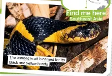  ?? ?? The banded krait is named for its black and yellow bands