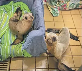  ?? Allen J. Schaben Los Angeles Times ?? LEIA, left, and Yoda were rescued and are recovering at the Pacific Marine Mammal Center in Laguna Beach. The center has rescued 188 sea lions this year.