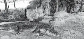  ?? Karen Warren / Staff photograph­er ?? The exhibit features a life-like nesting area that pipes in sounds to mimic an American alligator den in the wild.