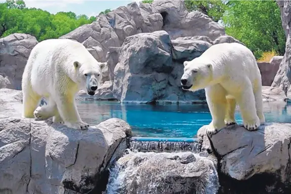  ?? COURTESY OF ABQ BIOPARK ZOO ?? Polar bear brothers Koluk and Kiska relax in their enclosure at the ABQ BioPark Zoo.