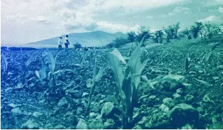  ?? ?? Scientists count corn sprouts in a field of test hybrids in a breeding nursery near Kihei, Hawaii, 2014