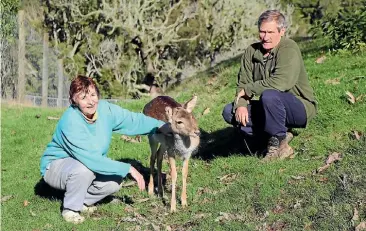  ?? PHOTO: EMMA JAMES/FAIRFAX NZ ?? Stephanie and Ewan Hulse with their fawn Little Girl. One of their fallow stags was killed on their property.