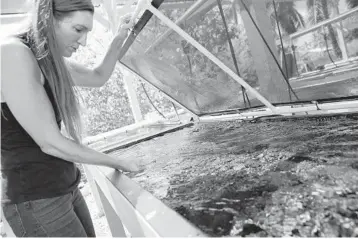  ?? CALEB JONES/AP ?? Kira Hughes, a coral researcher at the University of Hawaii’s Institute of Marine Biology, looks at coral growing in a tank at a lab in October in Kaneohe, Hawaii. Scientists are trying to speed up coral’s evolutiona­ry clock.