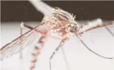  ??  ?? El mosquito Aedes albopictus.