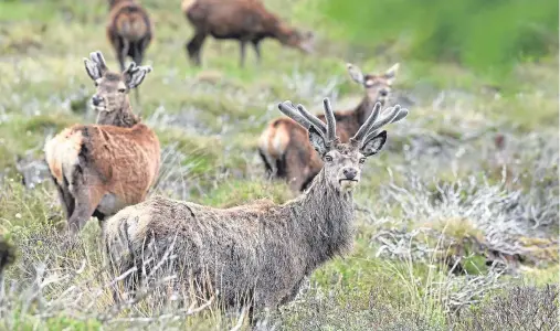  ??  ?? A sharper focus on how different types of grazers affect an area’s vegetation will lead to better deer management decisions