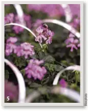  ??  ??  
 
Les pélargoniu­ms Vous pouvez les acheter en région douce (au sud de Limoges). Ailleurs, attendez la fin des gelées tardives.
Leur point faible : ils ont besoin d’un bon ensoleille­ment pour fleurir.