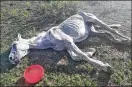  ?? TONDRA DAILY / FACEBOOK ?? Photos of an emaciated horse in Bastrop County generated animal cruelty calls after they went viral.