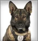  ?? CP PHOTO /HO-CALGARY POLICE SERVICE ?? Jester the police dog is shown in a Calgary Police Service handout photo. Calgary police say one of their dogs with the K9 unit that was stabbed in the line of duty is doing better.
