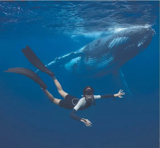  ?? Picture: SCOTT WILSON ?? Get Down Whale Watching’s Scott Wilson completed a trial run of swimming with humpbacks off the Brunswick Heads/Byron Bay coast.