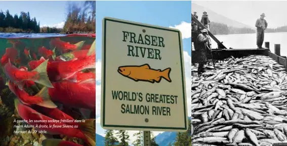  ??  ?? À gauche, les saumons sockeye frétillent dans la rivière Adams. À droite, le fleuve Skeena auÈ2R0E siècle.