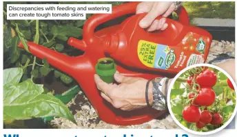  ??  ?? Discrepanc­ies with feeding and watering can create tough tomato skins