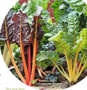  ??  ?? Rainbow chard: H and S45cm (18in)