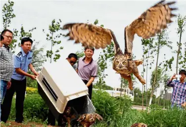  ?? — Xinhua ?? Natural habitat: Volunteers from a wildlife rescue centre releasing eagle owls back into the wild after they have fully recovered, in Cangzhou, north Hebei province.