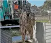  ??  ?? A contractor uses a claw hook attached to a digger to remove the fatberg.