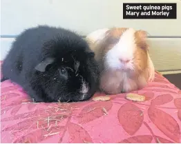  ??  ?? Sweet guinea pigs Mary and Morley