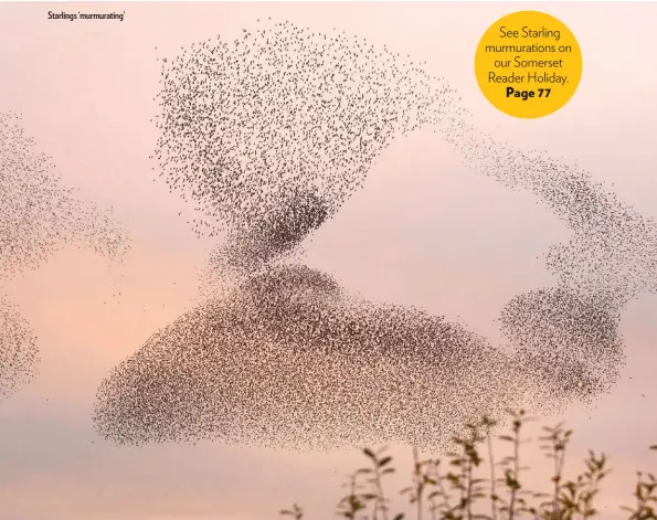  ??  ?? Starlings ‘murmuratin­g’