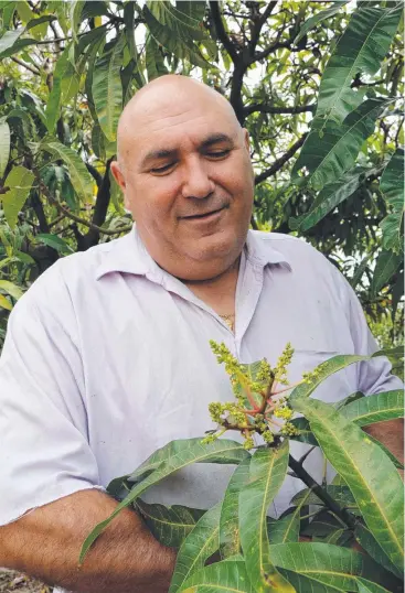  ?? Picture: ANDREA FALVO ?? SAFETY FIRST: Mareeba District Fruit and Vegetable Growers Associatio­n president Joe Moro.
