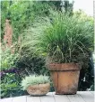  ??  ?? Donna Balzer will add ornamental grasses to the existing plantings in her front yard makeover.