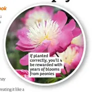  ??  ?? If planted correctly, you’ll be rewarded with years of blooms from peonies