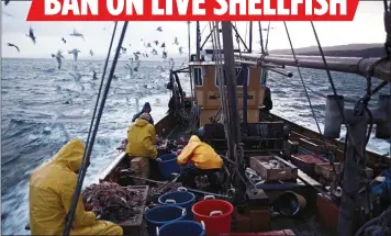  ??  ?? ‘POLITICAL FOOTBALL’: British shellfish fleets say they are being thwarted by Brussels hygiene rules