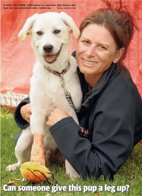  ?? Picture: ALISON WYND ?? IN NEED OF A HOME: GAWS animal car supervisor Jody Dickson with Sean who was surrendere­d with a broken leg.