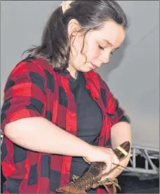  ?? KEVIN ADSHADE/THE NEWS ?? Abby Falconer of Toney River took part in the lobster banding competitio­n at the Pictou Lobster Carnival on Friday.