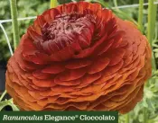  ??  ?? Ranunculus Elegance® Cioccolato
Trendy copper tones, great for cutting H x S 30cm x 15cm F May-Jun 10 bulbs £6.90