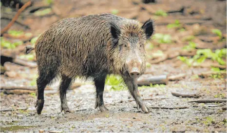  ?? FOTO: FREDRIK VON ERICHSEN/DPA ?? Was bedeutet die Afrikanisc­he Schweinpes­t für Halter in der Region?