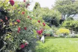  ??  ?? Favourite colour . . . Climbing rose Dublin Bay was an appropriat­e gift to Bruce Hoskin, as he loved red. In the background, Curly the bijon bichon frise takes an interest in the lawn.