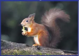  ??  ?? The red squirrel captured by Sinead Hickey secured her the position of runner-up in the Irish Wildlife Trust members only Photograph of the Year 2020 competitio­n.