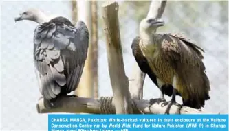  ??  ?? CHANGA MANGA, Pakistan: White-backed vultures in their enclosure at the Vulture Conservati­on Centre run by World Wide Fund for Nature-Pakistan (WWF-P) in Changa Manga, about 80km from Lahore. — AFP