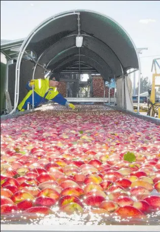  ??  ?? Australia’s leveraged buyout approach didn’t end well for Dick Smith, but New Zealand apple grower Scales is a success story for the local growth-oriented model.
